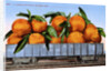 A Carload of Navel Oranges Postcard by Anonymous