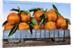 A Carload of Navel Oranges Postcard by Anonymous