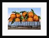 A Carload of Navel Oranges Postcard by Anonymous
