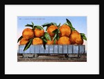 A Carload of Navel Oranges Postcard by Anonymous