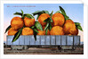 A Carload of Navel Oranges Postcard by Anonymous