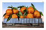 A Carload of Navel Oranges Postcard by Anonymous