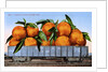 A Carload of Navel Oranges Postcard by Anonymous
