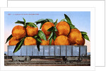 A Carload of Navel Oranges Postcard by Anonymous