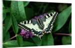 Swallowtail Butterfly by Anonymous