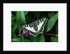 Swallowtail Butterfly by Anonymous