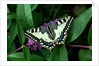 Swallowtail Butterfly by Anonymous