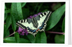 Swallowtail Butterfly by Anonymous