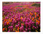 Poppy field - Antelope Valley, California by Anonymous