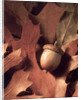 Autumn Acorns and Leaves by Anonymous
