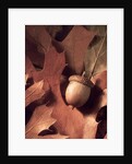 Autumn Acorns and Leaves by Anonymous