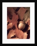 Autumn Acorns and Leaves by Corbis