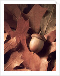 Autumn Acorns and Leaves by Anonymous