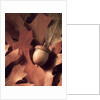 Autumn Acorns and Leaves by Anonymous