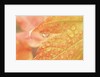 Vine maple leaf in a dew drop by Anonymous
