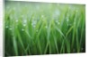 Wet grass by Anonymous