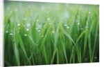 Wet grass by Anonymous