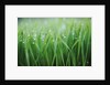 Wet grass by Anonymous