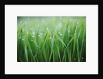 Wet grass by Anonymous
