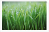 Wet grass by Anonymous