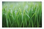 Wet grass by Anonymous