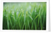 Wet grass by Anonymous