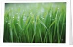 Wet grass by Anonymous