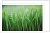Wet grass by Anonymous