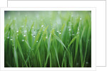 Wet grass by Anonymous