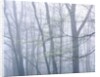 Dogwood Trees in Great Smoky Mountains National Park by Anonymous