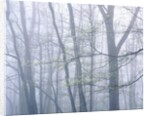Dogwood Trees in Great Smoky Mountains National Park by Anonymous