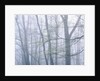 Dogwood Trees in Great Smoky Mountains National Park by Anonymous