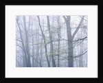 Dogwood Trees in Great Smoky Mountains National Park by Anonymous