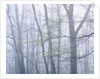 Dogwood Trees in Great Smoky Mountains National Park by Anonymous
