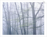 Dogwood Trees in Great Smoky Mountains National Park by Anonymous