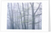 Dogwood Trees in Great Smoky Mountains National Park by Anonymous