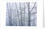 Dogwood Trees in Great Smoky Mountains National Park by Anonymous