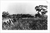 In front line trenches during attack on San Juan Hill during Spanish-American War. July 1, 1898. by Anonymous