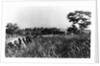 In front line trenches during attack on San Juan Hill during Spanish-American War. July 1, 1898. by Anonymous