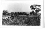 In front line trenches during attack on San Juan Hill during Spanish-American War. July 1, 1898. by Anonymous