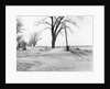 Kansas Dust Bowl by Anonymous