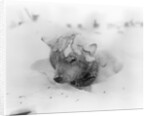 Frozen Sled Dog by Anonymous