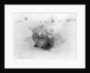 Frozen Sled Dog by Anonymous
