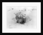 Frozen Sled Dog by Anonymous