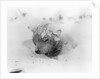 Frozen Sled Dog by Anonymous