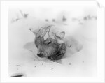 Frozen Sled Dog by Anonymous