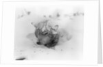 Frozen Sled Dog by Anonymous