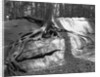 Tree Growing from a Rock by Anonymous