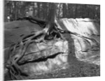 Tree Growing from a Rock by Anonymous