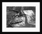 Tree Growing from a Rock by Anonymous
